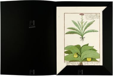 Pasta com 5 fólios do Livro dos Medicamentos Simples (s. XV)     5 lâminas quase-originais  